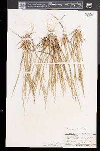 Dichanthelium depauperatum image