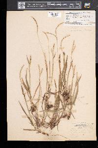 Paspalum setaceum var. muhlenbergii image