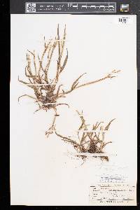 Paspalum setaceum var. muhlenbergii image