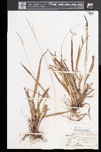Paspalum setaceum var. muhlenbergii image