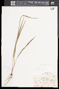 Paspalum setaceum var. muhlenbergii image