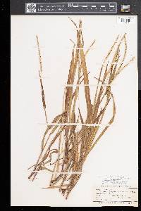 Paspalum setaceum var. muhlenbergii image