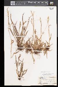 Paspalum setaceum var. muhlenbergii image