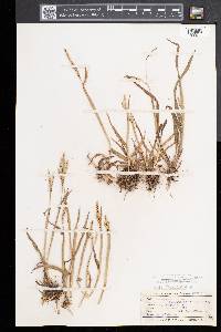 Paspalum setaceum var. muhlenbergii image