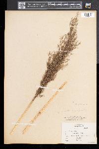 Phragmites australis image