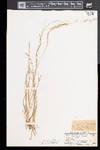 Poa alsodes image