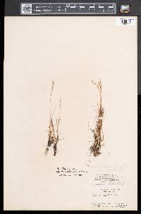 Poa flexuosa image
