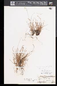 Poa flexuosa image
