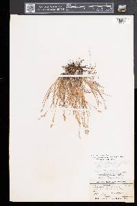 Poa flexuosa image