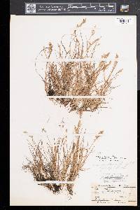 Poa flexuosa image