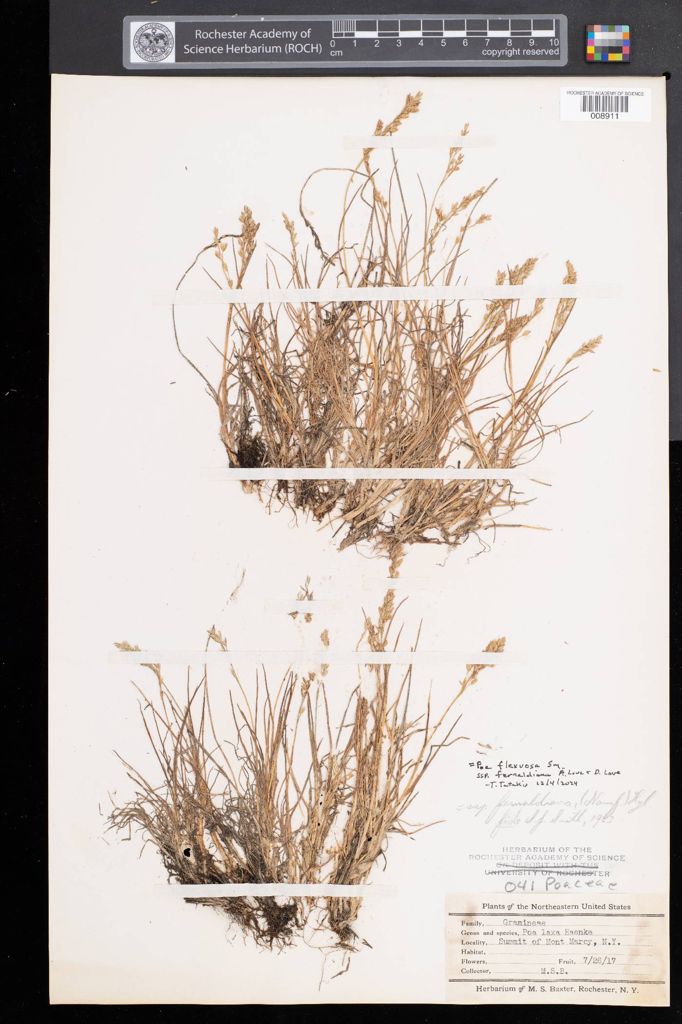 Poa flexuosa subsp. fernaldiana image