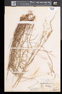 Schizachne purpurascens image