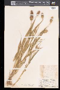 Setaria italica image