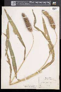 Setaria italica image