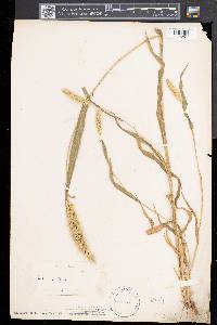 Setaria italica image