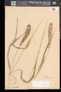 Setaria italica image