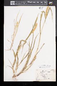 Setaria pumila image