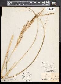 Spartina pectinata image