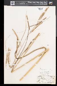 Spartina pectinata image