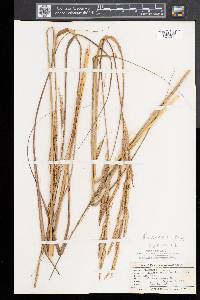 Spartina pectinata image