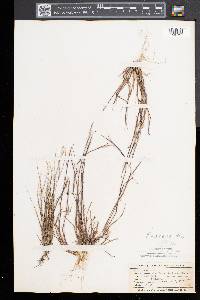Sporobolus vaginiflorus image