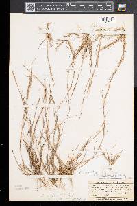 Sporobolus vaginiflorus image