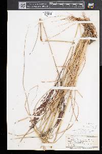 Tridens flavus var. flavus image