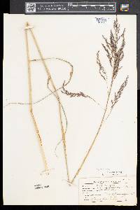 Tridens flavus var. flavus image