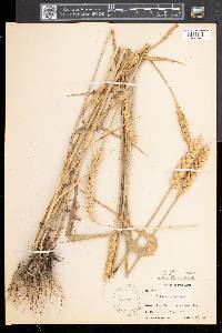 Triticum aestivum image