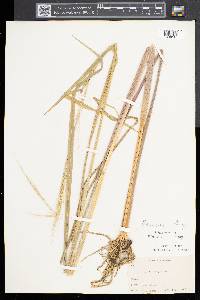 Zizania aquatica image