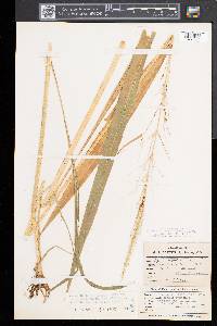 Zizania aquatica image