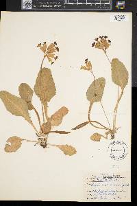 Primula veris image