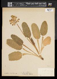 Primula veris image