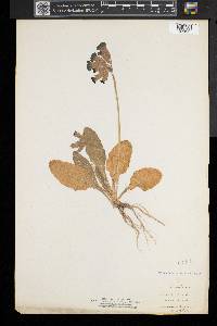 Primula veris image