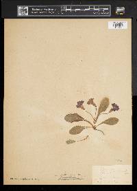 Primula vulgaris image