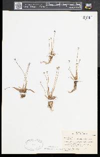 Eriocaulon aquaticum image