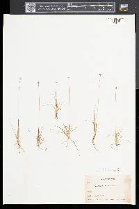 Eriocaulon aquaticum image