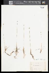 Eriocaulon aquaticum image