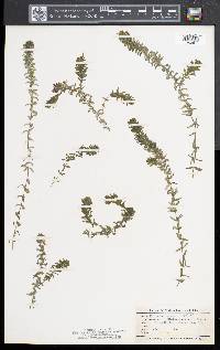 Elodea canadensis image