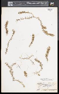 Elodea canadensis image