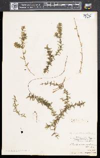 Elodea canadensis image