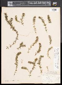 Elodea canadensis image