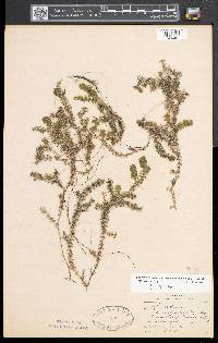 Elodea canadensis image