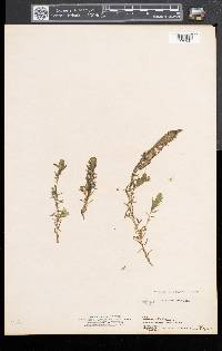 Elodea canadensis image