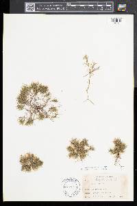 Najas flexilis image