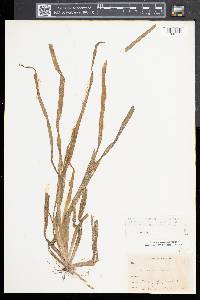 Vallisneria americana image