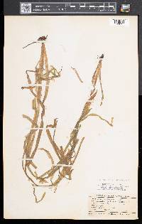 Vallisneria americana image