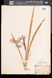 Iris versicolor image