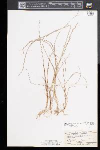 Triglochin palustris image