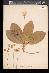 Clintonia borealis image